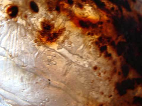 Tiến sĩ Hóa học cũng mua phải cá làm từ nhựa ở VN