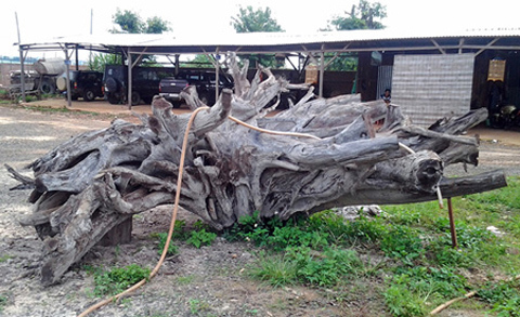 Chuyện lạ: Nhặt được những gốc cây 'mục' tiền tỷ