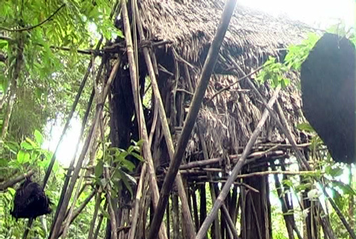 Cha con người rừng bỗng chốc thành 'món hàng'