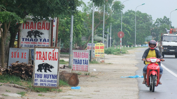 Mật gấu hết thời, rẻ như rau