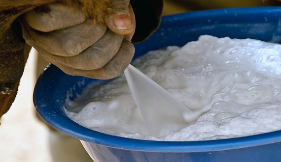 Mua sữa tươi vừa vắt: Coi chừng ngã ngửa