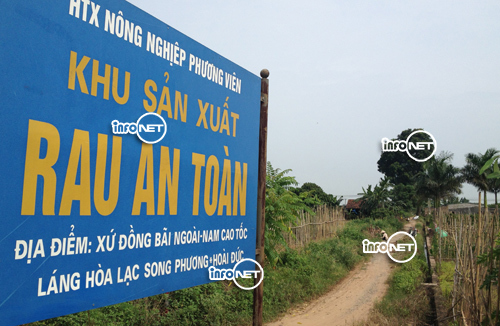 Rau an toàn Hà Nội: Phun thuốc cực độc, thu hoạch trong ngày