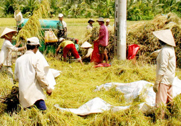 Thực phẩm Việt nhiễm chất biến đổi gen