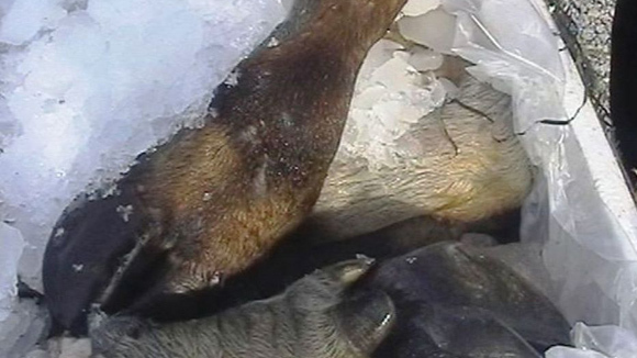 Buôn nửa tấn chân trâu thối vào Sài Gòn