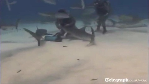 Nữ thợ lặn thản nhiên thò tay vào hàm cá mập