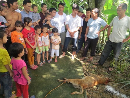 Đàn chó lạ cắn người 'liên tỉnh