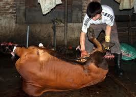 Tăng trọng bò bằng... nước giếng