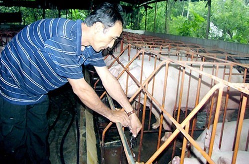 Nông dân nuôi lợn mà không dám ăn thịt