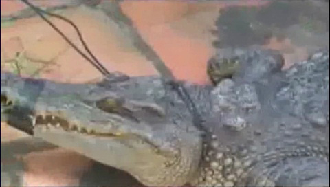 Cá sấu lạ đột nhiên xuất hiện trên đồng lúa