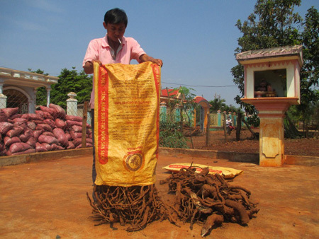 Vặt lá, chặt rễ cây bán cho thương lái Trung Quốc