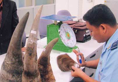 Dùng nhiều sừng tê giác sẽ liệt dương