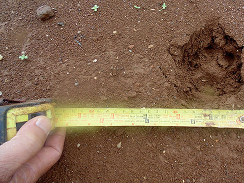 Làng quê khiếp đảm vì mãnh thú