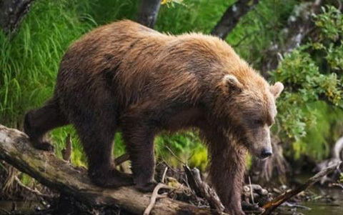 gấu, cậu nhỏ, bạn tình