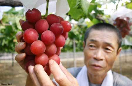 Nông dân Nhật trồng 