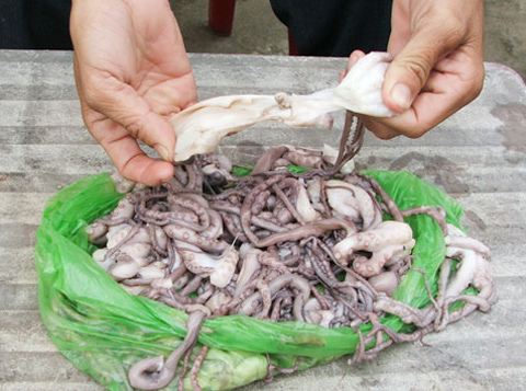 Đến lượt bạch tuộc bị nghi làm giả