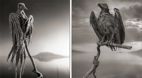 Xem động vật biến thành 