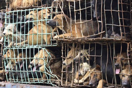 Buôn lậu chó vào Việt Nam: Nghề mới cho 'mafia'