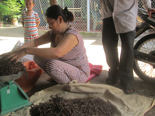 Chợ trùn đất độc đáo ở An Giang mùa nước nổi