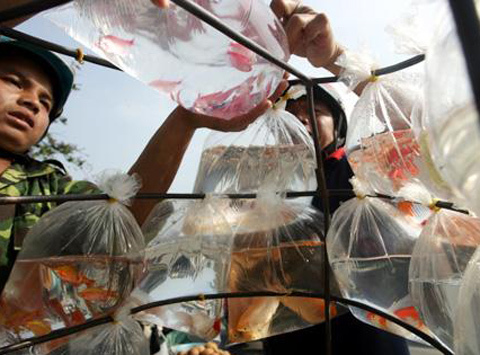 Giấu cá cảnh vào túi quần buôn vào New Zealand