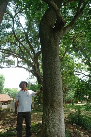 Đằng sau chuyện rao bán 'sưa cụ' giá 50 tỷ