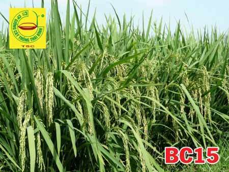 Tăng năng suất: Nhìn từ vựa lúa Thái Bình