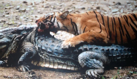 Tâm điểm tuần: Hổ 'nữ hoàng' giết cá sấu