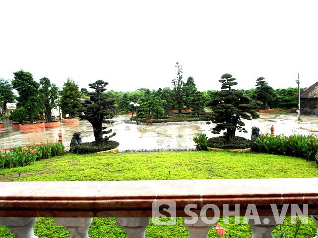 Thú chơi cây cảnh cổ thụ của đại gia Trầm Bê