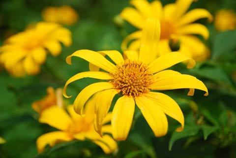 Ba Vì rực rỡ mùa dã quỳ vàng