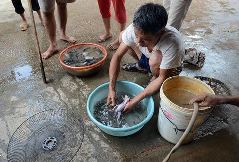 chuột, thịt chuột, Canh Nậu, Thạch Thất