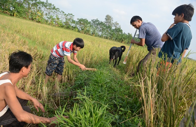 Tiểu đội săn bắt chuột làm thịt ở Hà Nội