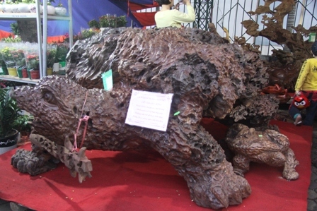 Những gốc cây, tảng đá trăm triệu ở Thái Nguyên