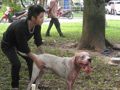 Khách Tây bàng hoàng chứng kiến cảnh chọi chó đẫm máu