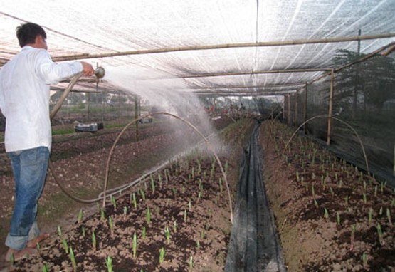 Canh bạc hoa ly  trăm tỷ ở Tây Tựu