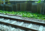 Biến hành lang đường sắt thành nơi trồng rau sạch