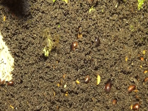 15 năm bắt gián kiếm sống ở Sài Gòn