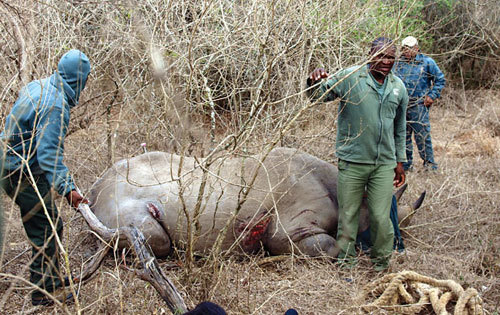Một chuyến săn tê giác ở Nam Phi
