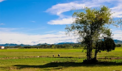 Nhớ quê nhà từ nước Mỹ 'nhà quê'