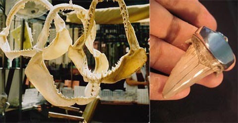 Thú chăn hổ, nuôi hà mã tốn kém bạc tỷ của đại gia