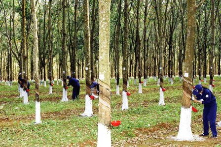 Làm giả giấy tờ chiếm đoạt hơn 550ha cao su