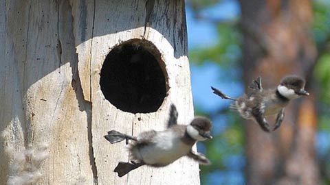 Những chữ B có thể làm... bể tổ ấm