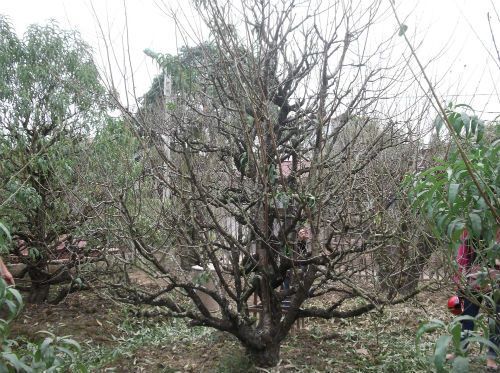 Đào 'đại gia' giá khủng rục rịch đón Tết