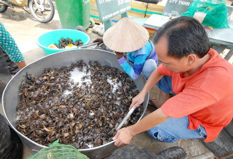 Mùa săn cua đồng ở miền Tây