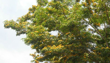 Sao em vẫn chưa về