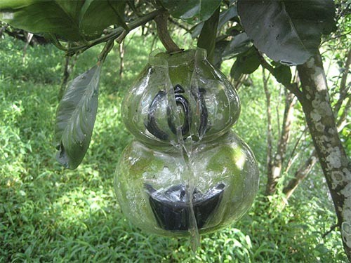 Bưởi, dưa hấu hồ lô đóng dấu hình tiền, thỏi vàng