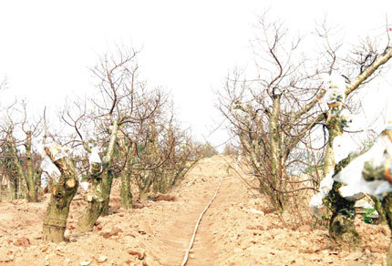 10 triệu đồng một bông đào Tết