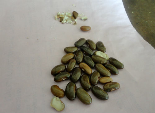 Phát Vitamin A cho trẻ, cán bộ đưa nhầm... hạt đậu