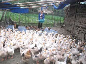 Thương lái Trung Quốc ồ ạt thu mua... vịt đẻ