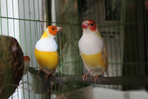 Cậu ấm Hà Nội với thú chơi chim 7 màu