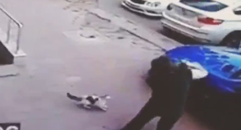 Mèo dùng kung-fu tung 