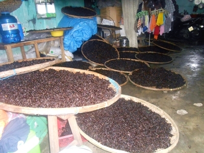 Cược mạng sống để ăn 'mứt' biển